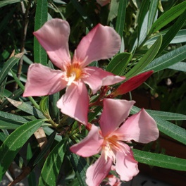 laurier rose en fleurs
